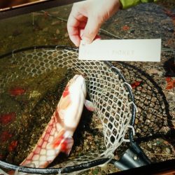 フィッシングレイクたかみや 釣果