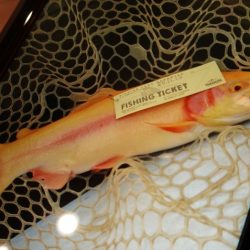 フィッシングレイクたかみや 釣果