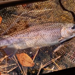 フィッシングレイクたかみや 釣果