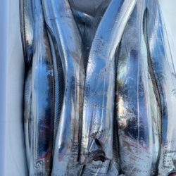 さんさん丸 釣果