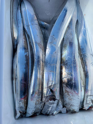 さんさん丸 釣果