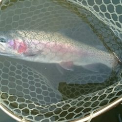 フィッシングエリア帝釈 釣果