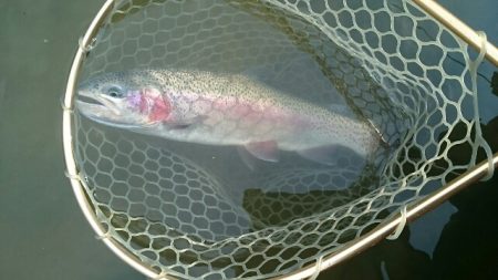 フィッシングエリア帝釈 釣果