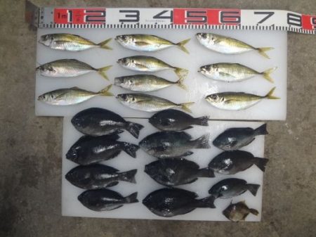 のとじま臨海公園海づりセンター 釣果