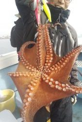 恵比寿丸(兵庫) 釣果