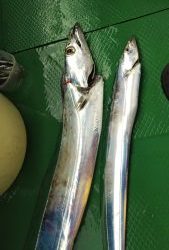 恵比寿丸(兵庫) 釣果