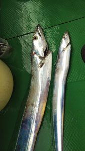 恵比寿丸(兵庫) 釣果