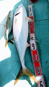 恵比寿丸(兵庫) 釣果