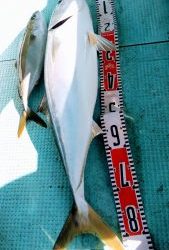 恵比寿丸(兵庫) 釣果