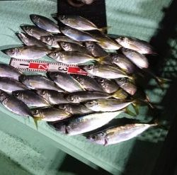 KONAYAーMARU(こなや丸) 釣果