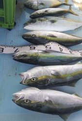 恵比寿丸(兵庫) 釣果