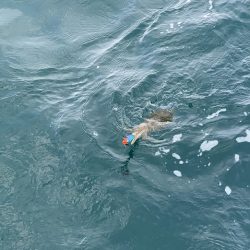 フィッシングボートACE（エース） 釣果