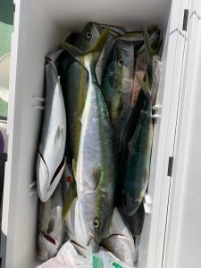 恵比寿丸(兵庫) 釣果