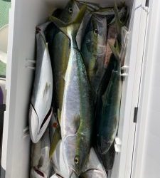 恵比寿丸（兵庫） 釣果