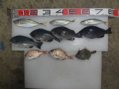 のとじま臨海公園海づりセンター 釣果