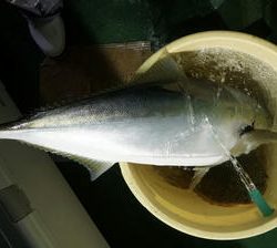 恵陽丸 釣果