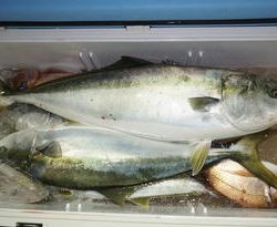 恵陽丸 釣果