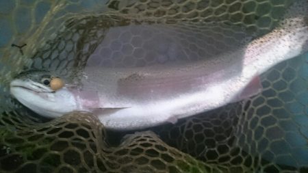 フィッシングエリア帝釈 釣果