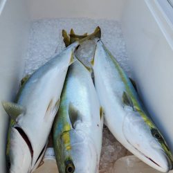 武士(SAMURAI) 釣果