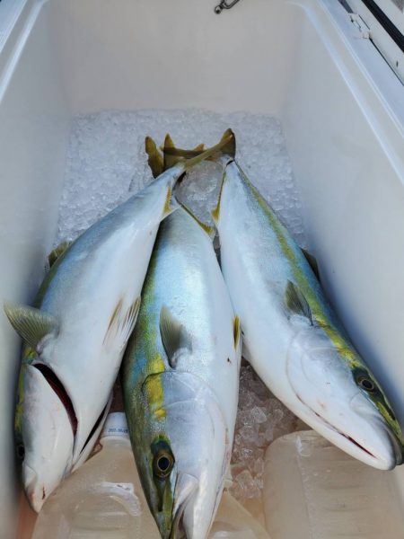 武士(SAMURAI) 釣果