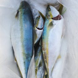 武士(SAMURAI) 釣果