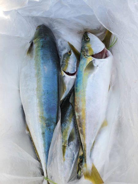 武士(SAMURAI) 釣果