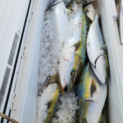 武士(SAMURAI) 釣果