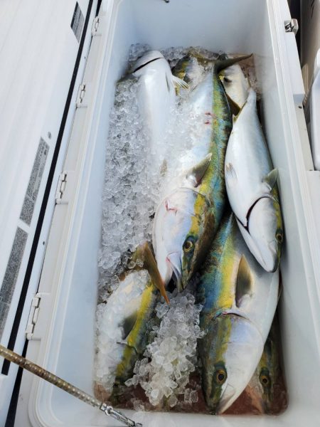 武士(SAMURAI) 釣果