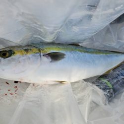 武士(SAMURAI) 釣果