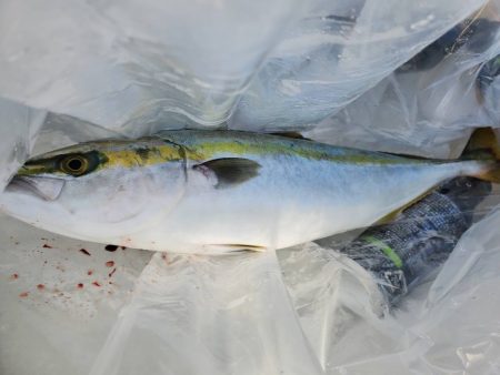 武士(SAMURAI) 釣果