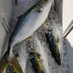 武士(SAMURAI) 釣果