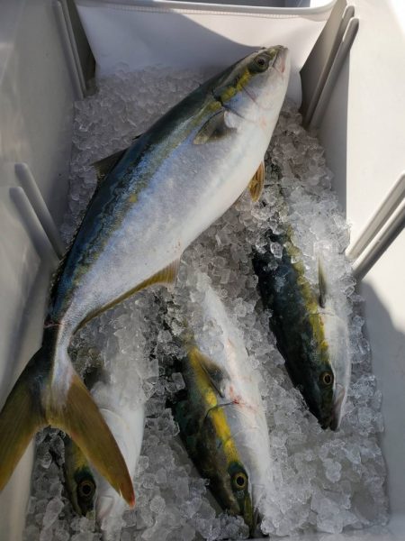 武士(SAMURAI) 釣果