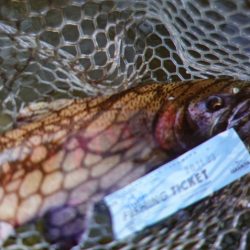 フィッシングレイクたかみや 釣果