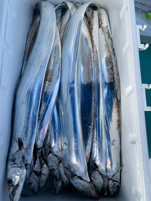 さんさん丸 釣果