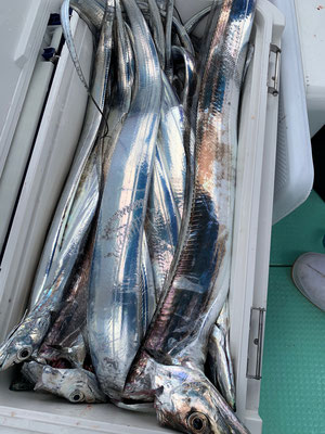 さんさん丸 釣果