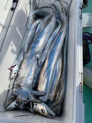 さんさん丸 釣果