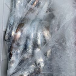 さんさん丸 釣果