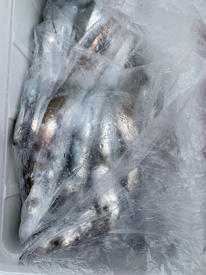 さんさん丸 釣果