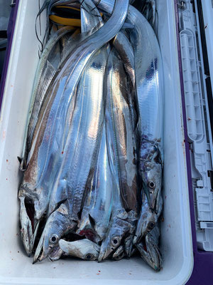 さんさん丸 釣果