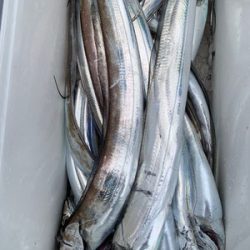 さんさん丸 釣果