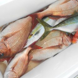 こうゆう丸 釣果