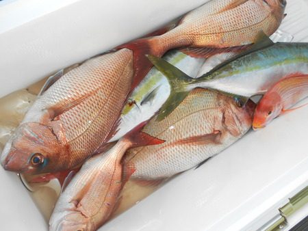 こうゆう丸 釣果