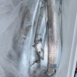 さんさん丸 釣果