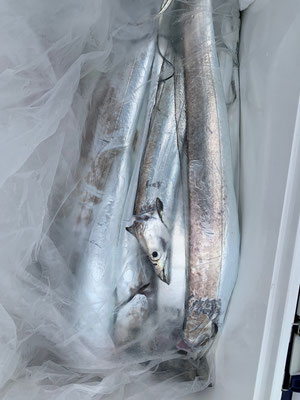 さんさん丸 釣果