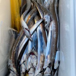 さんさん丸 釣果