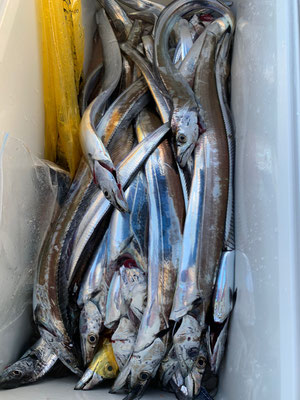 さんさん丸 釣果