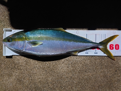 まるさ丸でサワラキャスティング