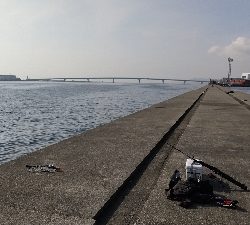 やっと来た青物