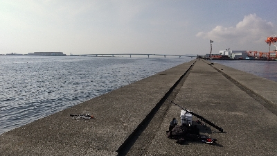 やっと来た青物