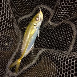 良型アジ回ってます